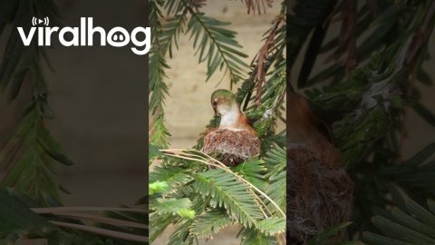 Female Hummingbird Carefully Crafts Nest || ViralHog