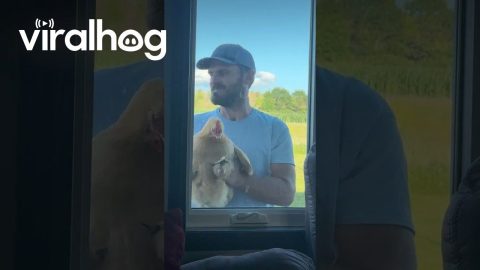Scratching At The Window || ViralHog
