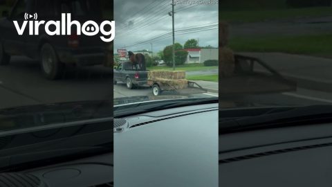 Putting The Horse Before The Trailer || ViralHog