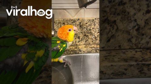 Caique Prefers Fresh Drinks || ViralHog