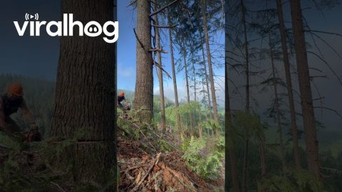 Guy Cuts Down Many Trees in One Shot || ViralHog