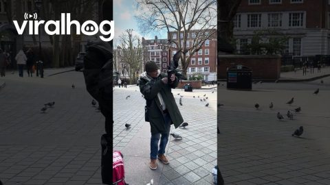 Pigeon Whisperer on London Streets || ViralHog