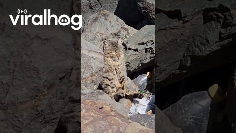 Kitten Sunbathes at the Beach || ViralHog