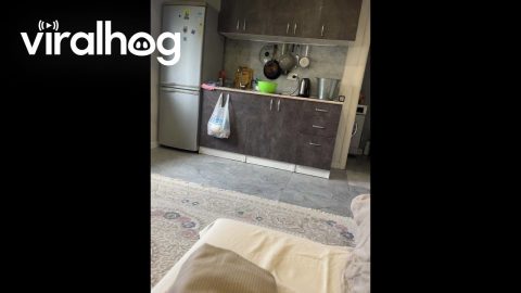 Tossed Diaper Effortlessly Lands In Trash || ViralHog