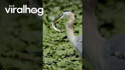 Bird Uses It's Beak in a Peculiar Way to Catch a Fish || ViralHog
