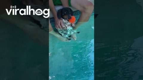 Spoiled Dachshund Gets Dipped in Cool Pool || ViralHog