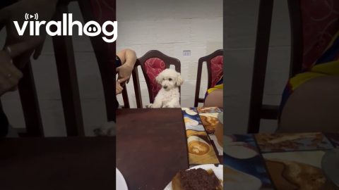 Dog Sits Like a Human While Being Scolded || ViralHog