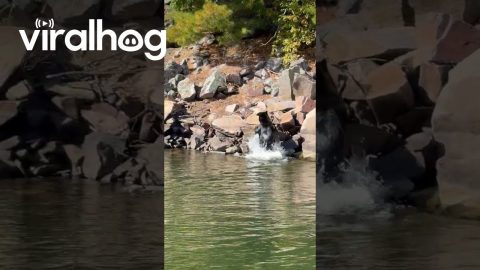 Dogs Got Eyes on the Swimming Bear || ViralHog