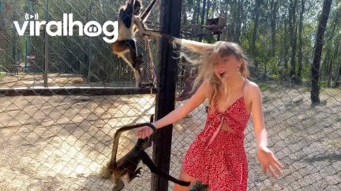 Monkeys Going Bananas 🍌 Funny Monkey Videos || ViralHog