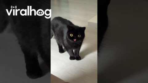 Totoro Doesn't Know His Tongue is Out || ViralHog