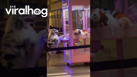 Canine Crane Operator || ViralHog