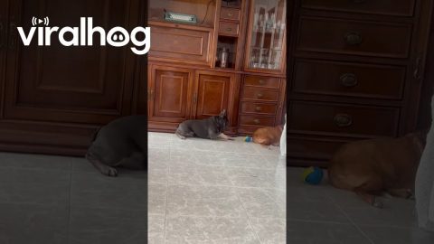 Very Carefully Taking the Ball From His Sister || ViralHog