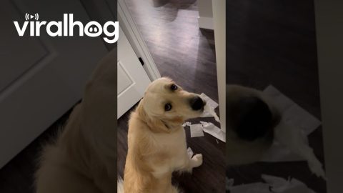 Mr. Knox the Golden Got Into Some Mischief || ViralHog