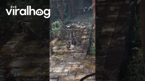 Flock of Cute Birds Plays in Puddle || ViralHog