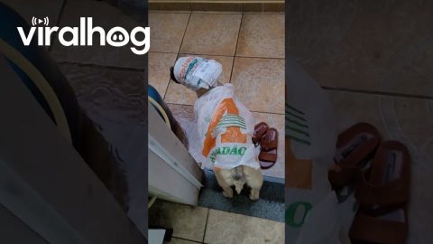 Plastic Bag Doesn't Cut It as a Raincoat || ViralHog