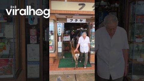 Japanese Deer Denied Entry To Restaurant || ViralHog