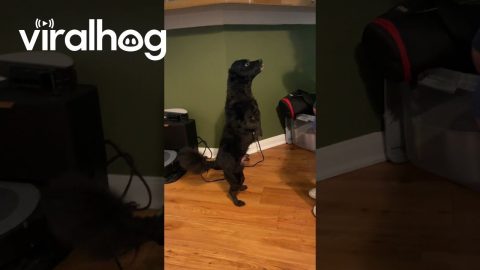 Tiny Dog Begs on Two Legs || ViralHog