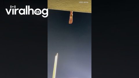 Dodgers Game || ViralHog