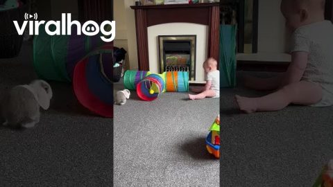 Baby Giggles At Funny Bunny || ViralHog