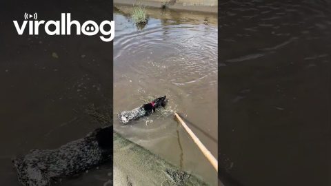 Sporty Pup and His Owner Rescue Ball Out of the Canal || ViralHog