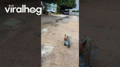 Little Dog Dresses for the Weather || ViralHog