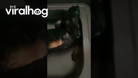 Defrosting a Burnt Hot Dog || ViralHog
