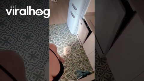 Cat Wants to Show Off His Front Flip || ViralHog