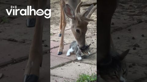 Becoming Deer Friends || ViralHog
