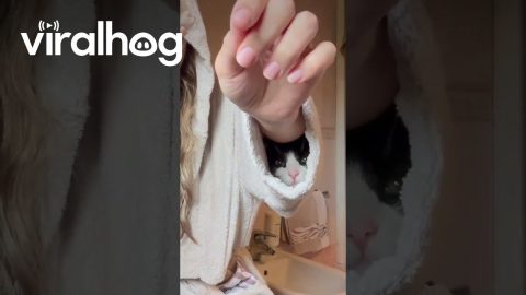 Cat Crawls Into Bathrobe Sleeve || ViralHog