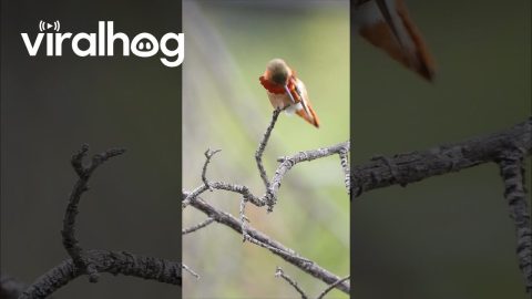 Allen`s Hummingbird in 4K || ViralHog