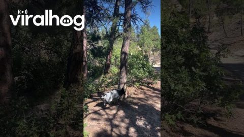 Heeler Climbs a Tree for a Branch || ViralHog