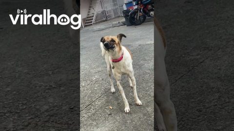 Dog With a Crooked Mouth || ViralHog