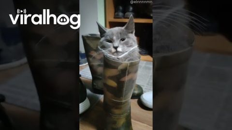 Cat Sits In Boot || ViralHog