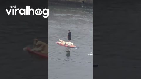 Paddle Boarding with Dogs in Pontevedra || ViralHog