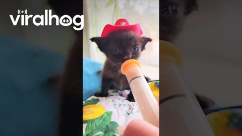 Feeding a Kitty in a Cowboy Hat || ViralHog
