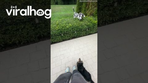 Dachshund Meets a Great Dane || ViralHog