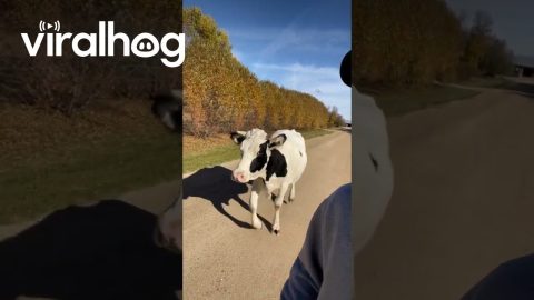 Befriending a Runaway Cow || ViralHog