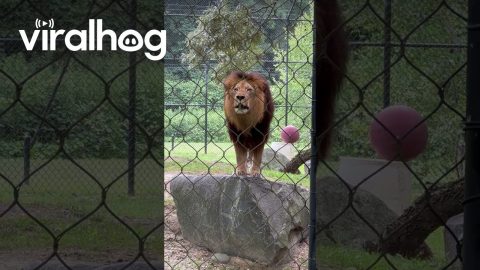 Lion Loudly Roars at Zoo Crowd || ViralHog