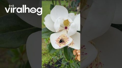 Bumblebee Rolls in Magnolia Bloom || ViralHog