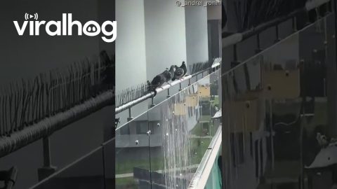 Pigeons: Guess This Is Where They Want Us to Sit || ViralHog