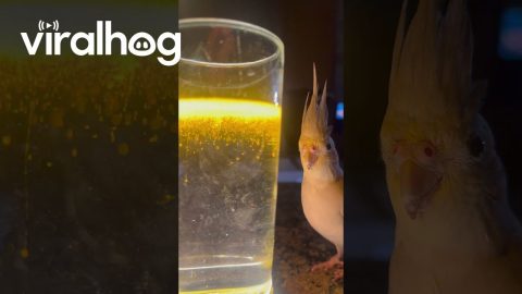Cockatiel Fascinated by Magical Turmeric Trend || ViralHog