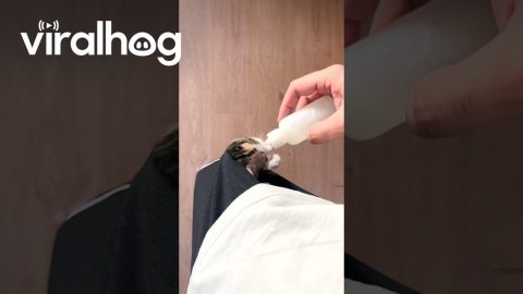 Bottle-Fed Pocket Kitten || ViralHog