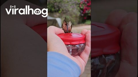 Allen's Hummingbird Feeds From Hand || ViralHog