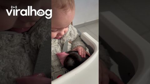 Dog Gently Licks Baby's Leftovers Away || ViralHog