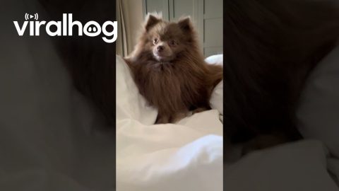 Pomeranian Joins The Hands-In Trend || ViralHog