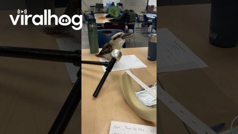 Wanna Know What Zookeepers Do on Their Lunch Break? || ViralHog