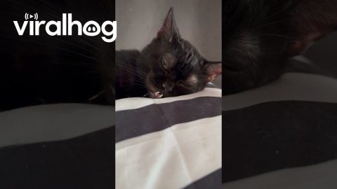 Cozy Cat Snuggled on a Pillow || ViralHog