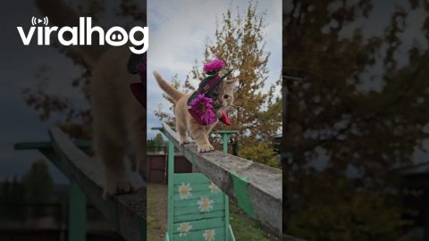 Kitten Makes an Impressive Jump Down || ViralHog