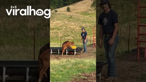 Calf Wants Whatever Is in the Farmer's Pocket || ViralHog