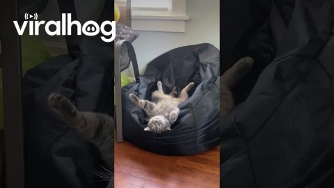 Kitty Discovers Beanbag || ViralHog